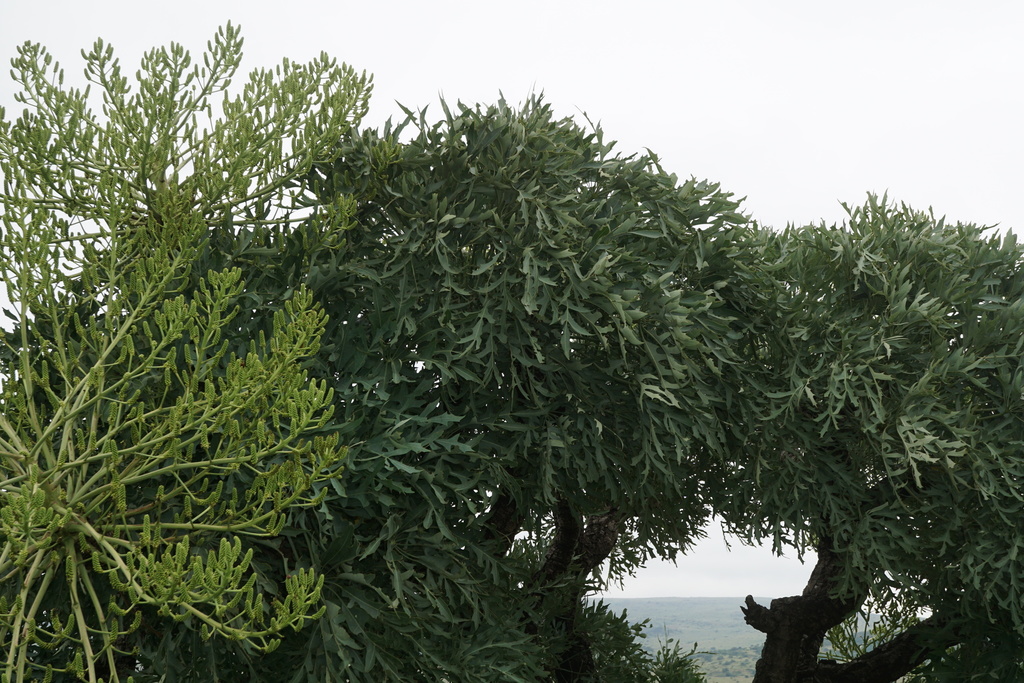 Cussonia paniculata (Cussonia paniculata)