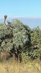 Cussonia paniculata (Cussonia paniculata)