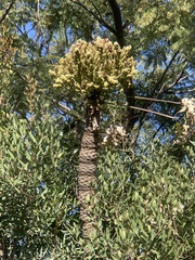 Cussonia paniculata (Cussonia paniculata)