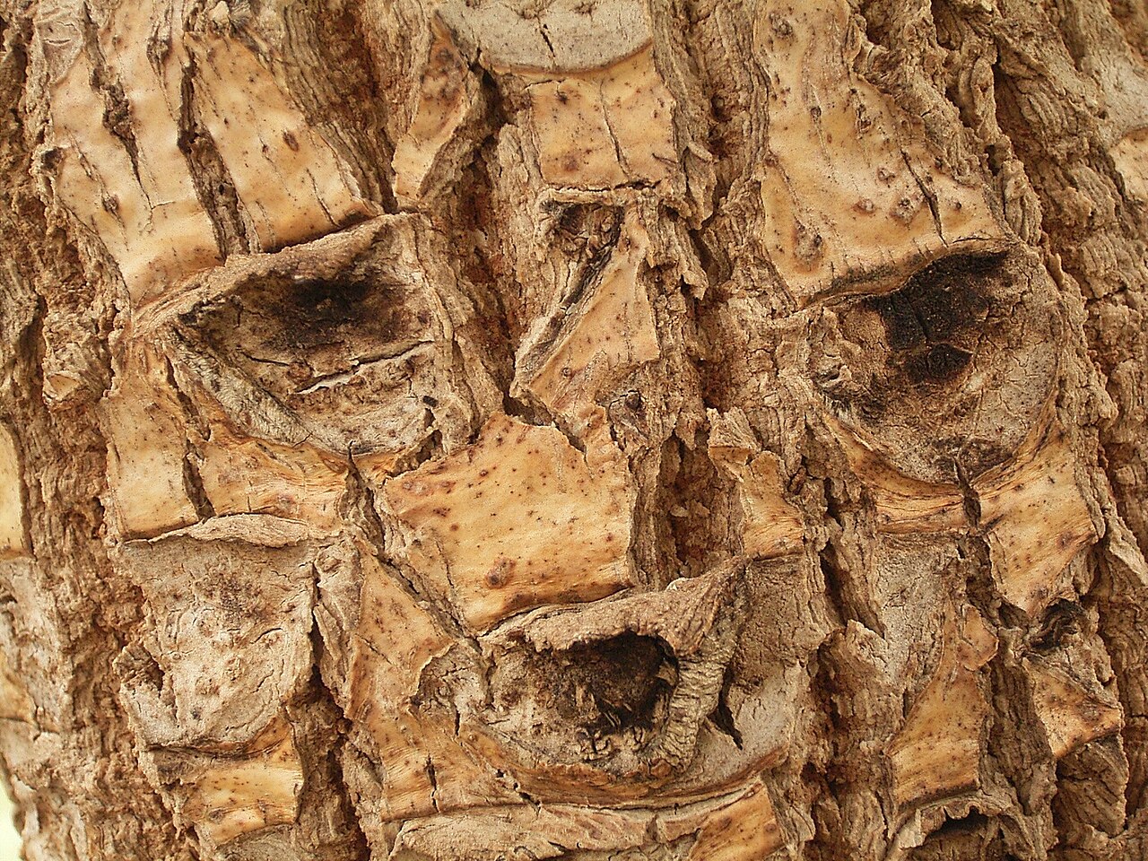 Cussonia paniculata: Cussonia paniculata