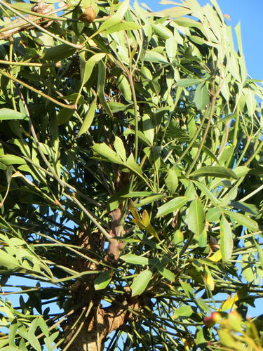 Common cabbage tree (Cussonia spicata)