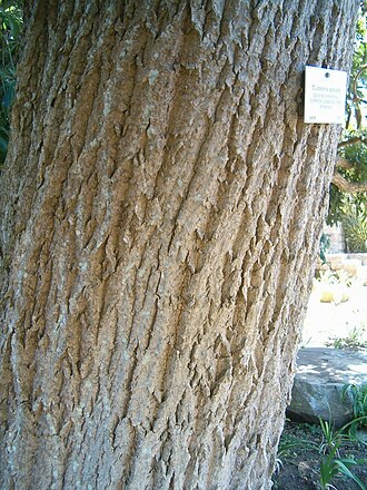 Common cabbage tree: At Kirstenbosch National Botanical Gardens Species Cussonia spicata