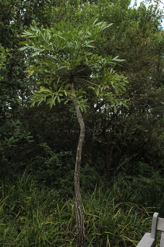 Common cabbage tree (Cussonia spicata)