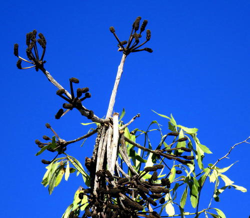 Common cabbage tree (Cussonia spicata)