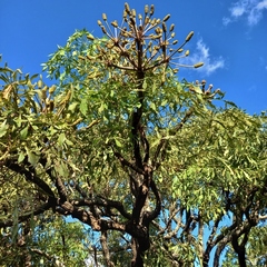 Common cabbage tree (Cussonia spicata)