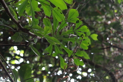 Common cabbage tree (Cussonia spicata)