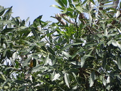 Common cabbage tree (Cussonia spicata)