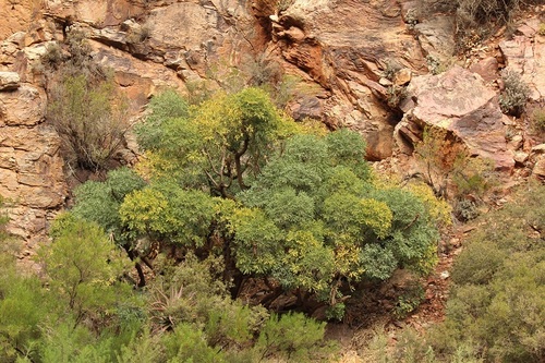 Common cabbage tree (Cussonia spicata)