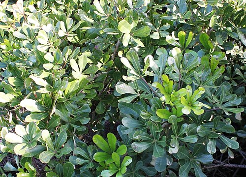 Cussonia thyrsiflora: Cussonia thyrsiflora - Fishhoek Cape Town