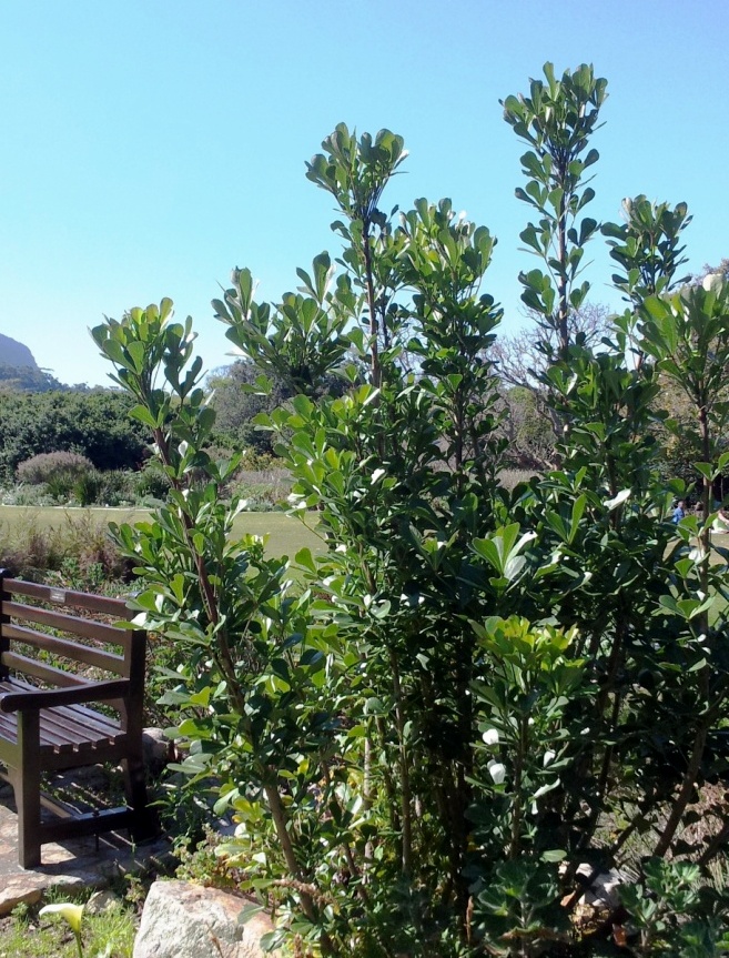 Cussonia thyrsiflora: A small Cussonia thyrsiflora tree in Kirstenbosch gardens.