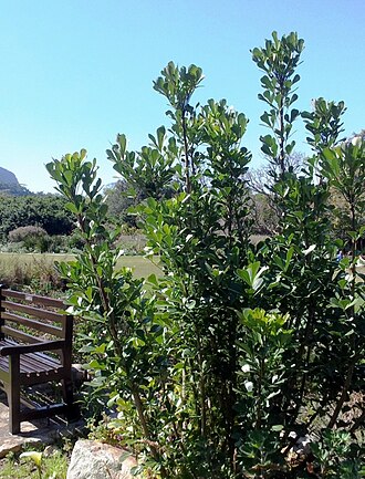 Cussonia thyrsiflora: A small Cussonia thyrsiflora tree in Kirstenbosch gardens.