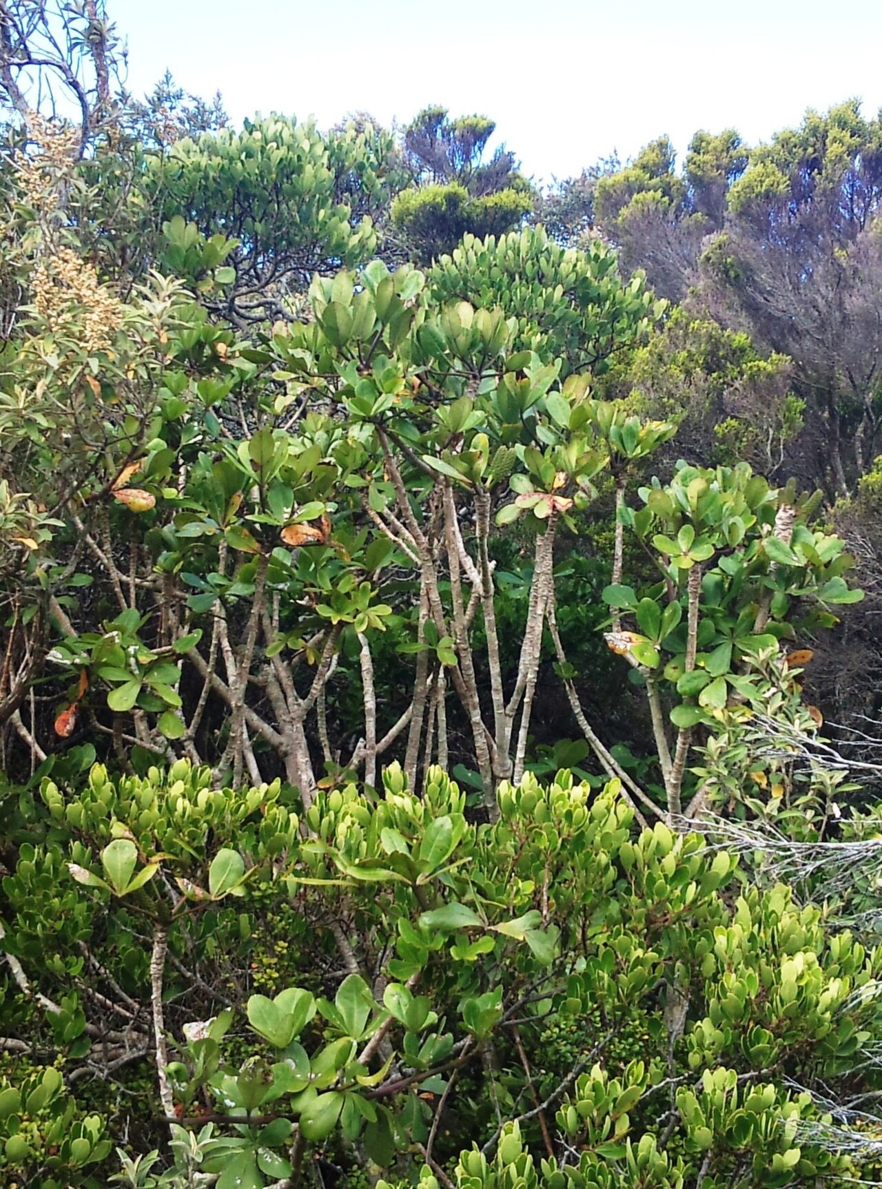 Cussonia thyrsiflora: Cussonia thyrsiflora - Coastal Cabbage Tree in coastal forests near Cape Point. South Africa.