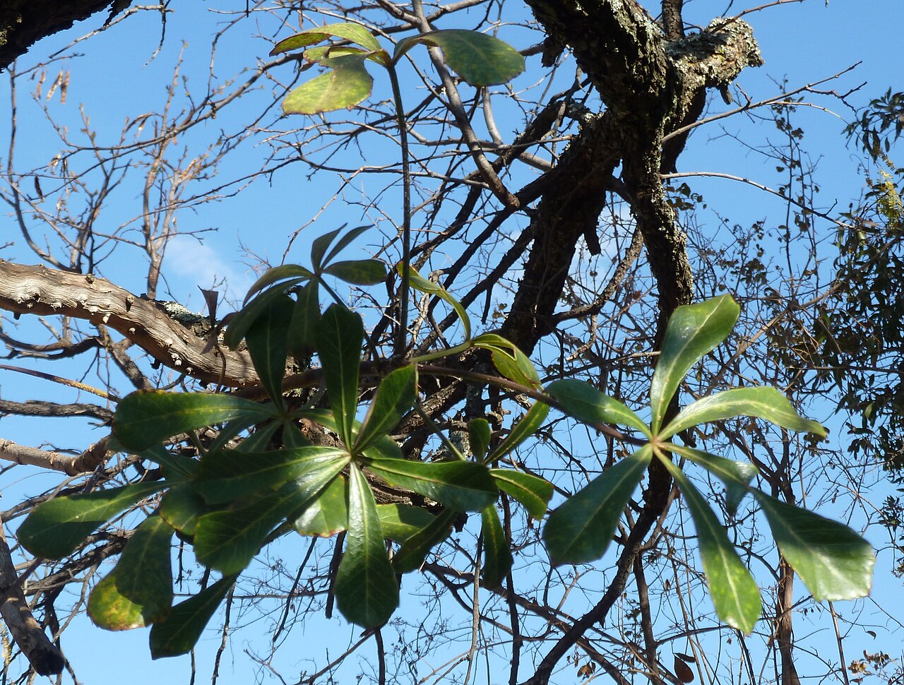 Cussonia thyrsiflora: Foliage of a Cape coast cabbage tree in a garden, Waterberg, South Africa