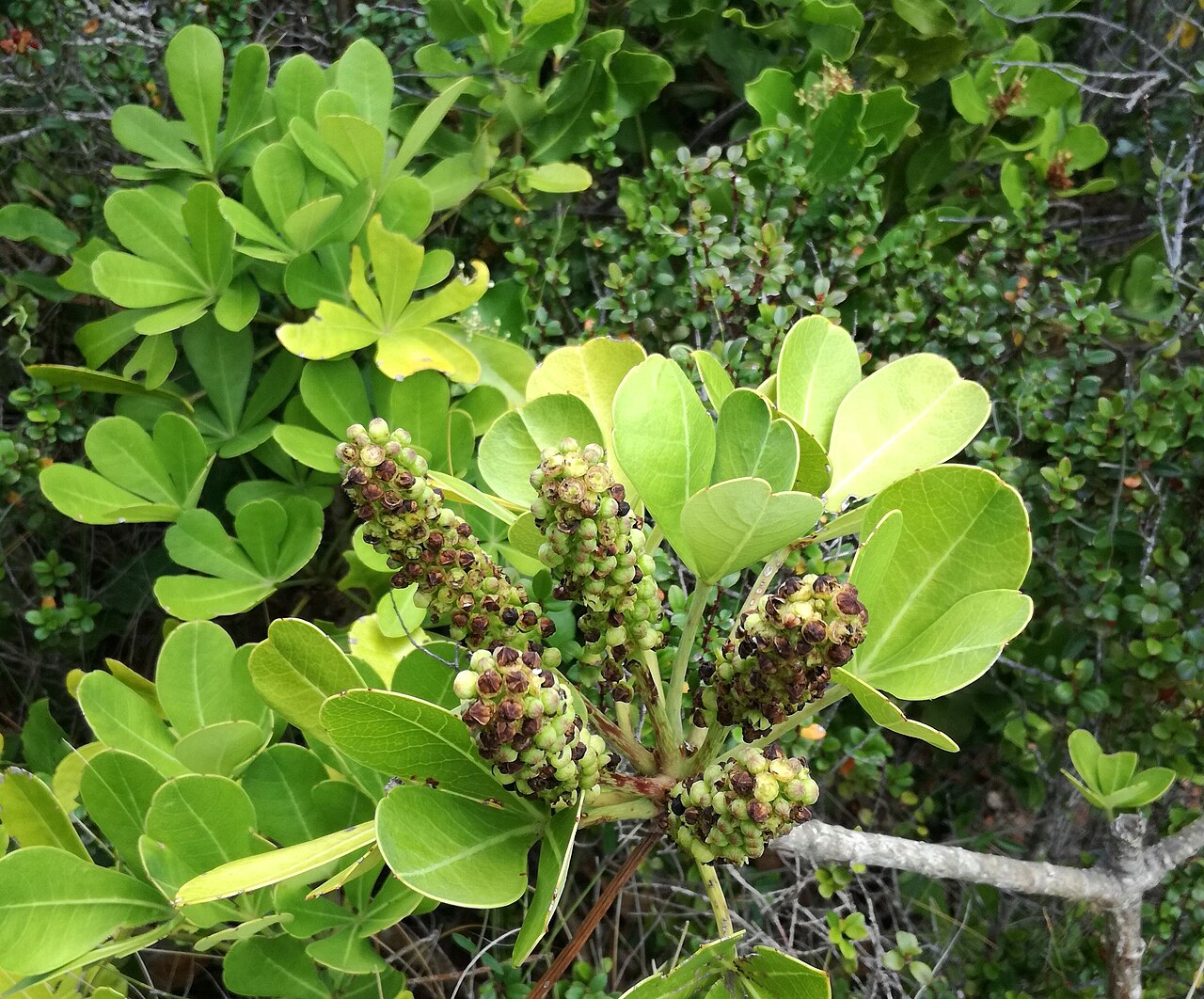 Cussonia thyrsiflora: Cussonia thyrsiflora - Cape Coast Cabbage Tree