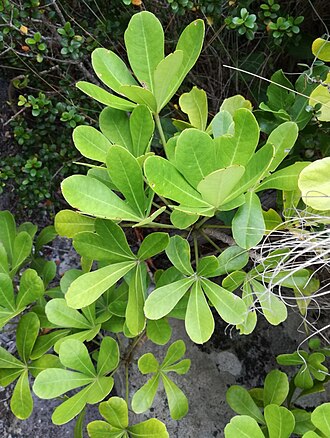 Cussonia thyrsiflora: Cussonia thyrsiflora - Cape Coast Cabbage Tree