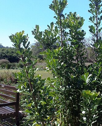 Cussonia thyrsiflora: A small Cussonia thyrsiflora tree in Kirstenbosch gardens.
