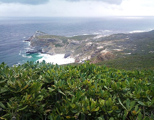 Cussonia thyrsiflora: Cussonia thyrsiflora tree foliage in foreground. Cape of Good Hope in background. South Africa.