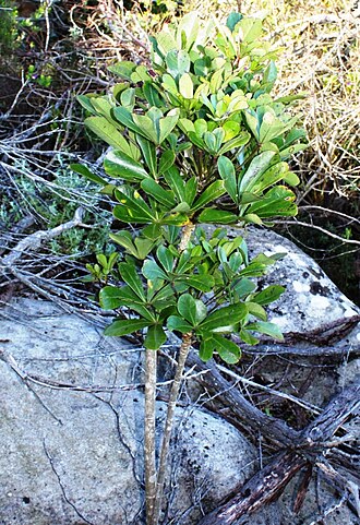 Cussonia thyrsiflora: Cussonia thyrsiflora - Fishhoek Cape Town