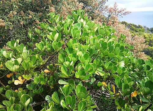 Cussonia thyrsiflora: Cussonia thyrsiflora - Coastal Cabbage Tree in coastal forests near Cape Point. South Africa.