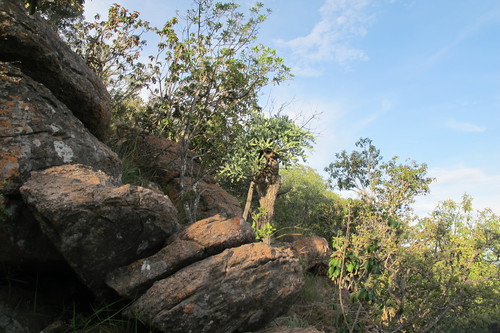 Cussonia transvaalensis (Cussonia transvaalensis)