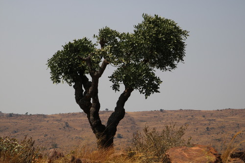 Cussonia transvaalensis (Cussonia transvaalensis)
