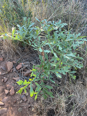 Cussonia transvaalensis (Cussonia transvaalensis)