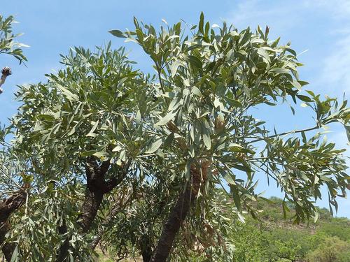 Cussonia transvaalensis (Cussonia transvaalensis)