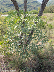 Cussonia transvaalensis (Cussonia transvaalensis)