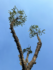Cussonia transvaalensis (Cussonia transvaalensis)