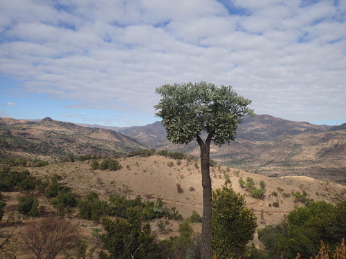 Cussonia transvaalensis (Cussonia transvaalensis)