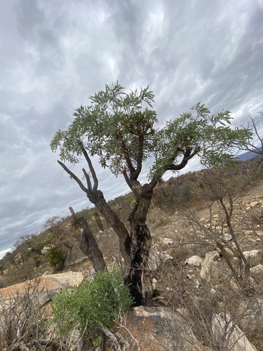 Cussonia transvaalensis (Cussonia transvaalensis)