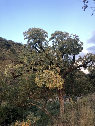 Cussonia transvaalensis (Cussonia transvaalensis)
