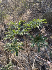 Cussonia zuluensis (Cussonia zuluensis)