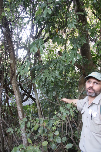 Cussonia zuluensis (Cussonia zuluensis)