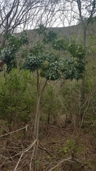 Cussonia zuluensis (Cussonia zuluensis)