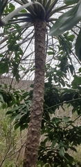 Cussonia zuluensis (Cussonia zuluensis)