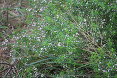 Cyanothamnus anemonifolius (Cyanothamnus anemonifolius)