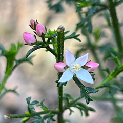 Cyanothamnus anemonifolius (Cyanothamnus anemonifolius)