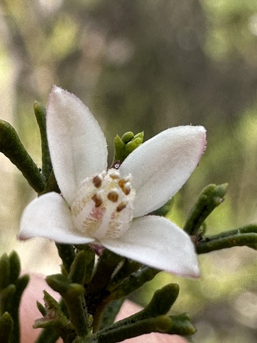 Cyanothamnus anemonifolius (Cyanothamnus anemonifolius)