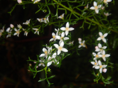 Cyanothamnus anemonifolius (Cyanothamnus anemonifolius)