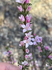 Cyanothamnus anemonifolius (Cyanothamnus anemonifolius)