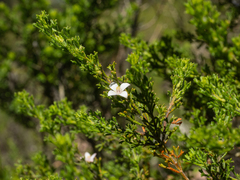 Cyanothamnus anemonifolius (Cyanothamnus anemonifolius)