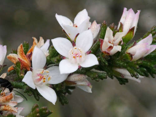 Cyanothamnus anemonifolius (Cyanothamnus anemonifolius)