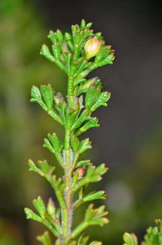 Cyanothamnus anemonifolius (Cyanothamnus anemonifolius)