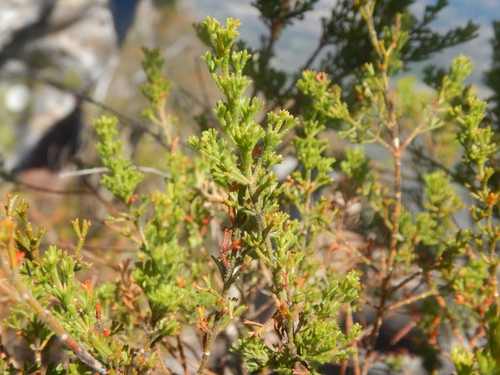 Cyanothamnus anemonifolius (Cyanothamnus anemonifolius)