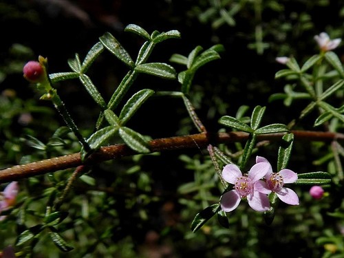 Cyanothamnus anemonifolius (Cyanothamnus anemonifolius)