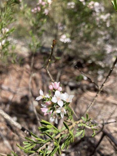 Cyanothamnus anemonifolius (Cyanothamnus anemonifolius)