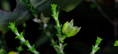 Cyanothamnus baeckeaceus (Cyanothamnus baeckeaceus)