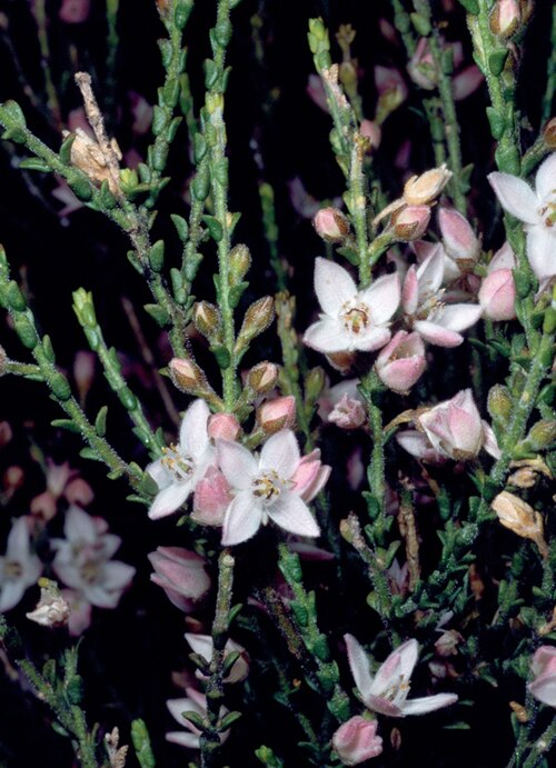 Cyanothamnus baeckeaceus: Flowers and foliage of Boronia baeckeacea in the Australian National Botanic Gardens