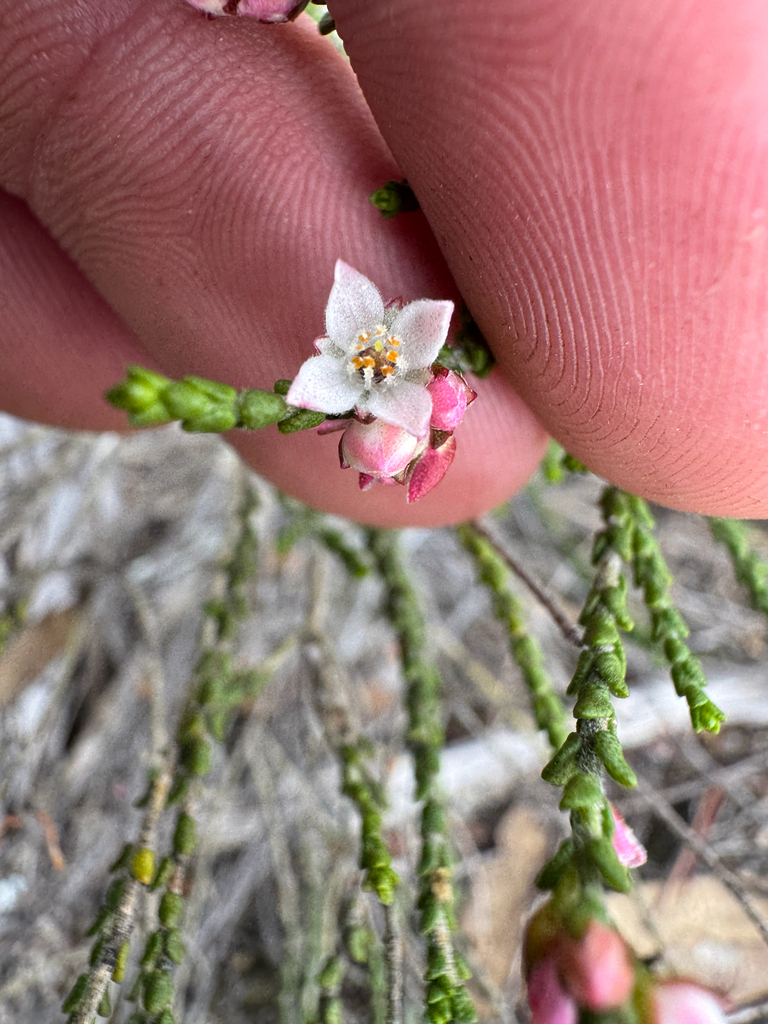 Cyanothamnus baeckeaceus (Cyanothamnus baeckeaceus)